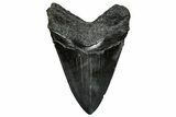 Serrated, Fossil Megalodon Tooth - South Carolina #333636-1